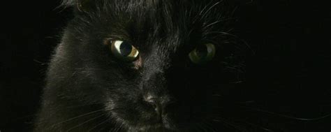 黑猫来家里代表什么 狗金生意思